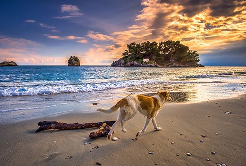 Ferienhaus mit Hund am Meer